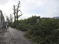 906601 Afbeelding van de stevig teruggesnoeide bomen aan het begin van de Bemuurde Weerd O.Z. te Utrecht. De bomen zijn ...